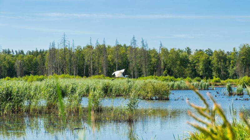 Approvata la versione finale della Legge sul ripristino della natura